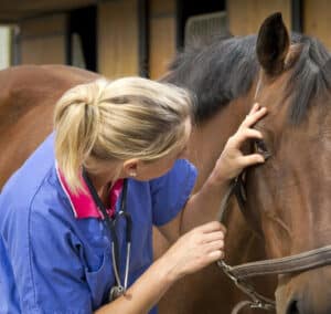 CAN YOU INSURE A HORSE DURING AN EHV OUTBREAK? – | NORCORDIA