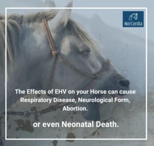 CAN YOU INSURE A HORSE DURING AN EHV OUTBREAK? – | NORCORDIA