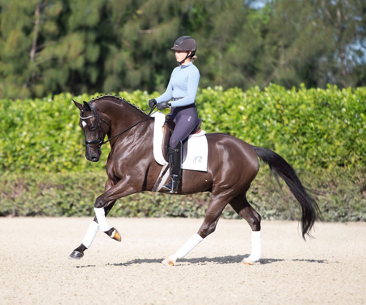 STRATEGIES FOR TRAINING YOUNG HORSES