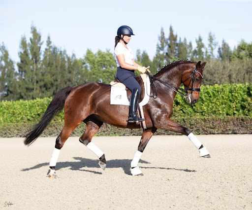 HOW TO GET STARTED IN DRESSAGE